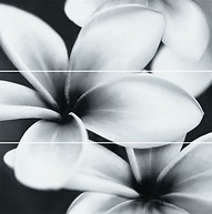 Flower Grey Composition