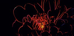Fluorescent Flower Red Inserto