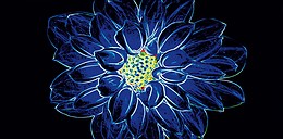 Fluorescent Flower Blue Inserto